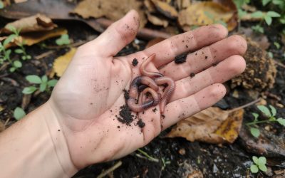 Acheter des vers de terre : guide pratique pour bien choisir